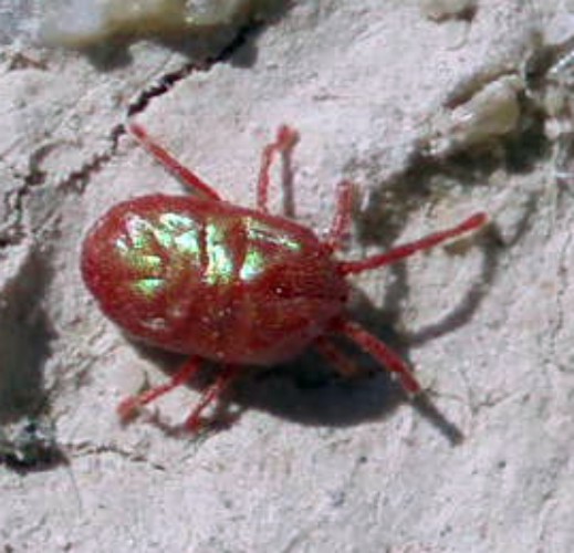 Curteria sp. (Erythraeidae) - (Zaragoza, Spagna)